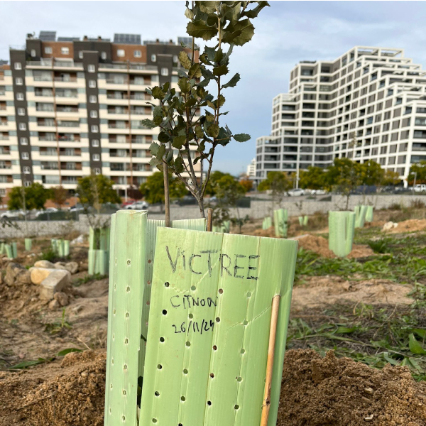 Trees planted by our team in Spain